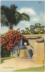 The Bougainvillea Vine
