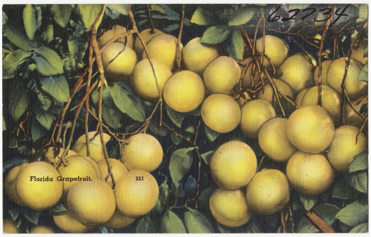 Florida Grapefruit