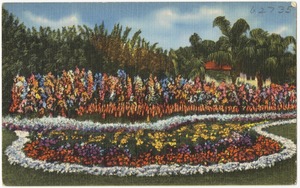 A Florida Garden