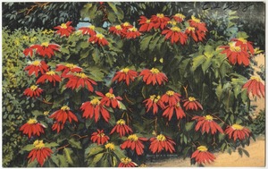 Gorgeous Poinsettias, Florida