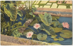 Beautiful pool and water lilies