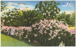 Coral Vines