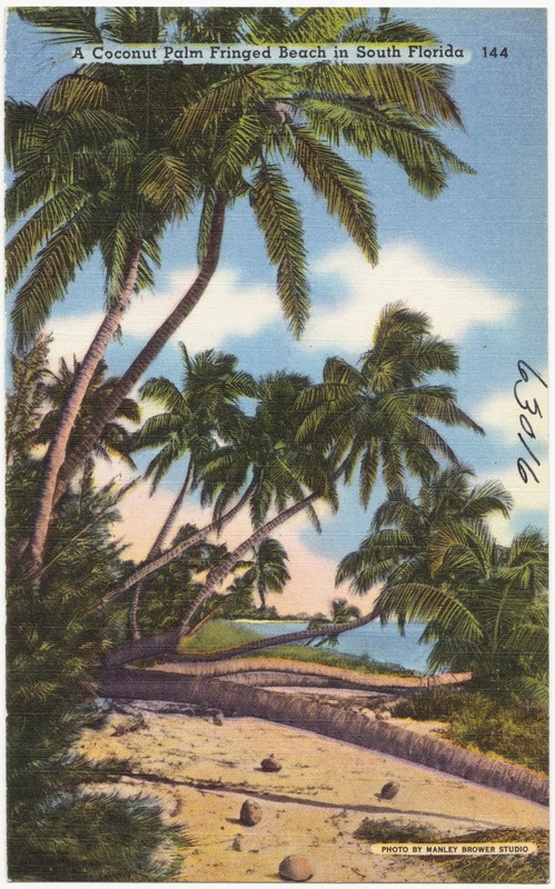 A coconut palm fringed beach in south Florida