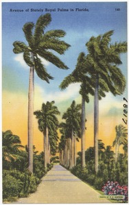Avenue of stately royal palms in Florida