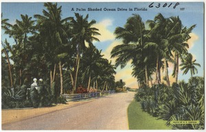 A palm shaded ocean drive in Florida