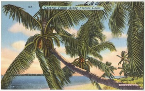 Coconut palms along Florida coast