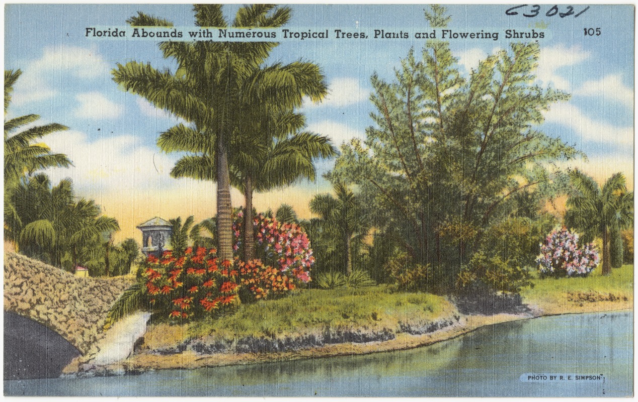 Florida abounds with numerous tropical trees, plants and flowering shrubs