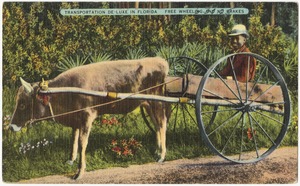 Transportation De-luxe in Florida, free wheeling and no brakes