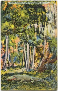 In the jungles of the Florida Everglades