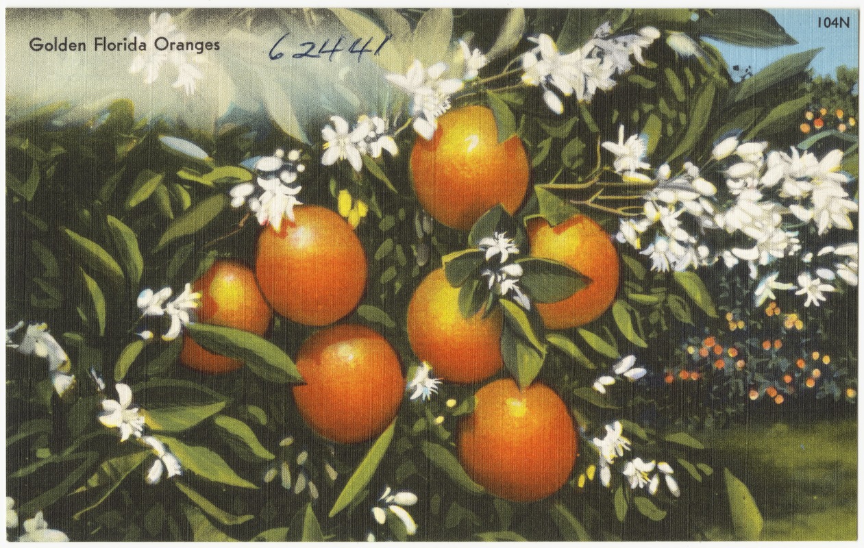 Golden Florida oranges