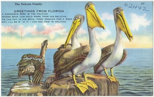 Greetings from Florida. The pelican family.