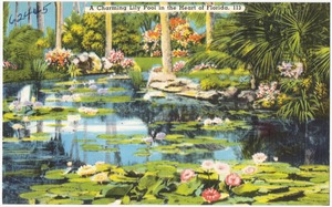 A charming lily pool in the heart of Florida