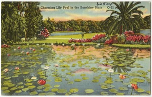 Charming lily pool in the Sunshine State