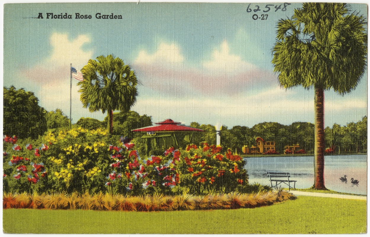 A Florida rose garden
