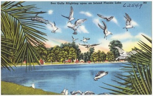 Sea Gulls alighting upon an inland Florida lake