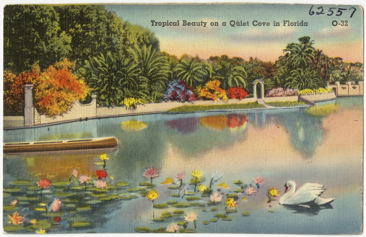 Tropical beauty on a quiet cove in Florida - Digital Commonwealth