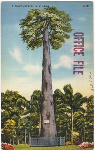 A giant cypress in Florida