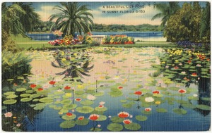 A beautiful lily pond in sunny Florida