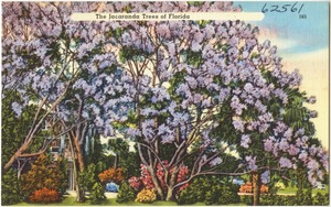 The jacaranda trees of Florida