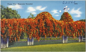 Flame Vine (Bignonia Venusta)