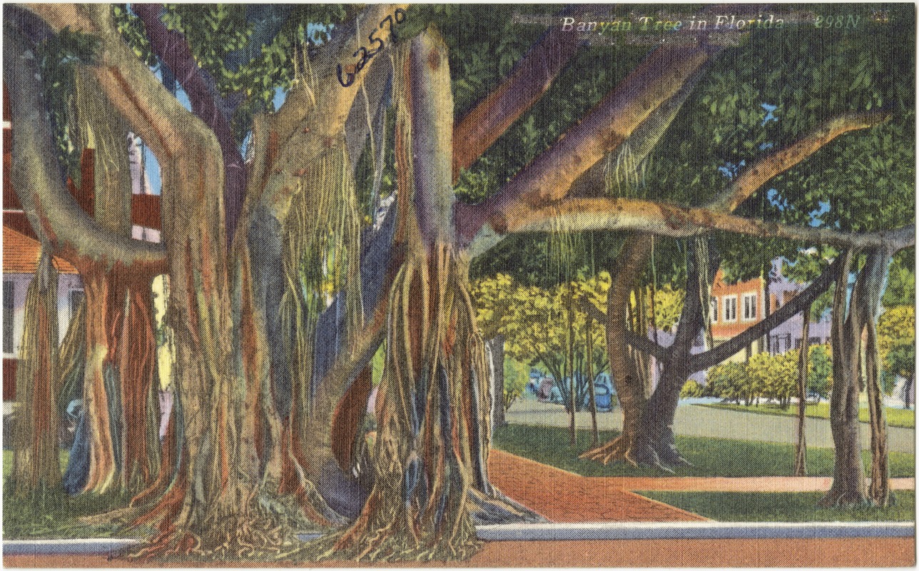 Banyan tree in Florida