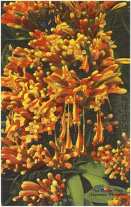 The Flame Vine (Bignonia Venusta)