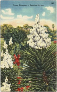 Yucca blossoms, or Spanish Bayonette