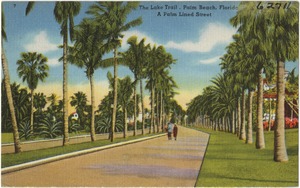 The lake trail, Palm Beach, Florida, a palm lined street