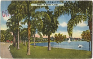 Palms in sunny Florida