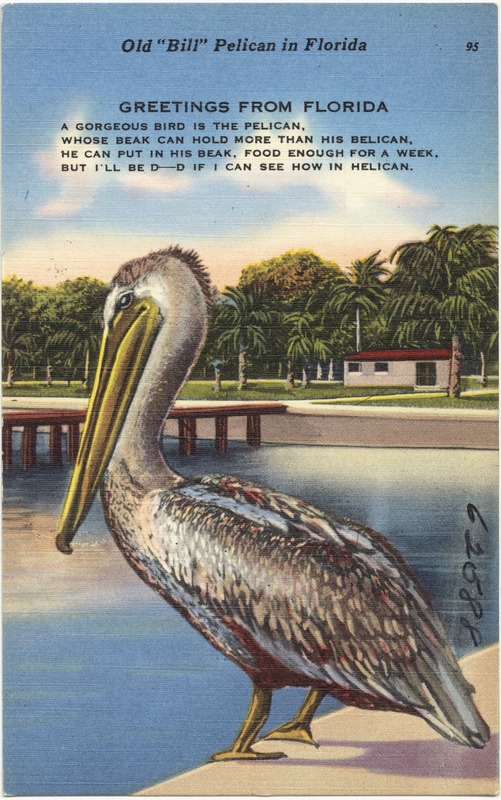 Greetings from Florida, Old "Bill" pelican in Florida