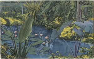 Oriental lilies in a jungle garden, Florida