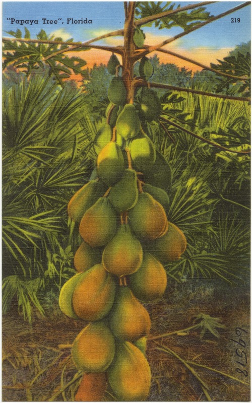 "Papaya Tree", Florida