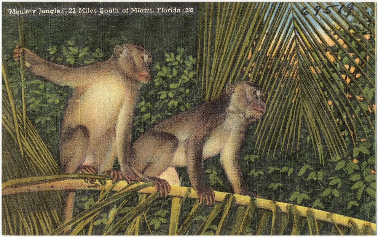 "Monkey Jungle," 22 miles south of Miami, Florida