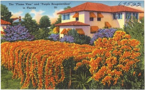 The "flame vine" and "purple bougainvillea" in Florida