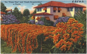 The "flame vine" and "purple bougainvillea" in Florida