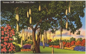 "Sausage tree" (Kigellia Pinatta), Florida