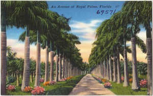 An avenue of royal palms, Florida