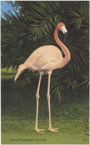 Coral flamingo, Florida