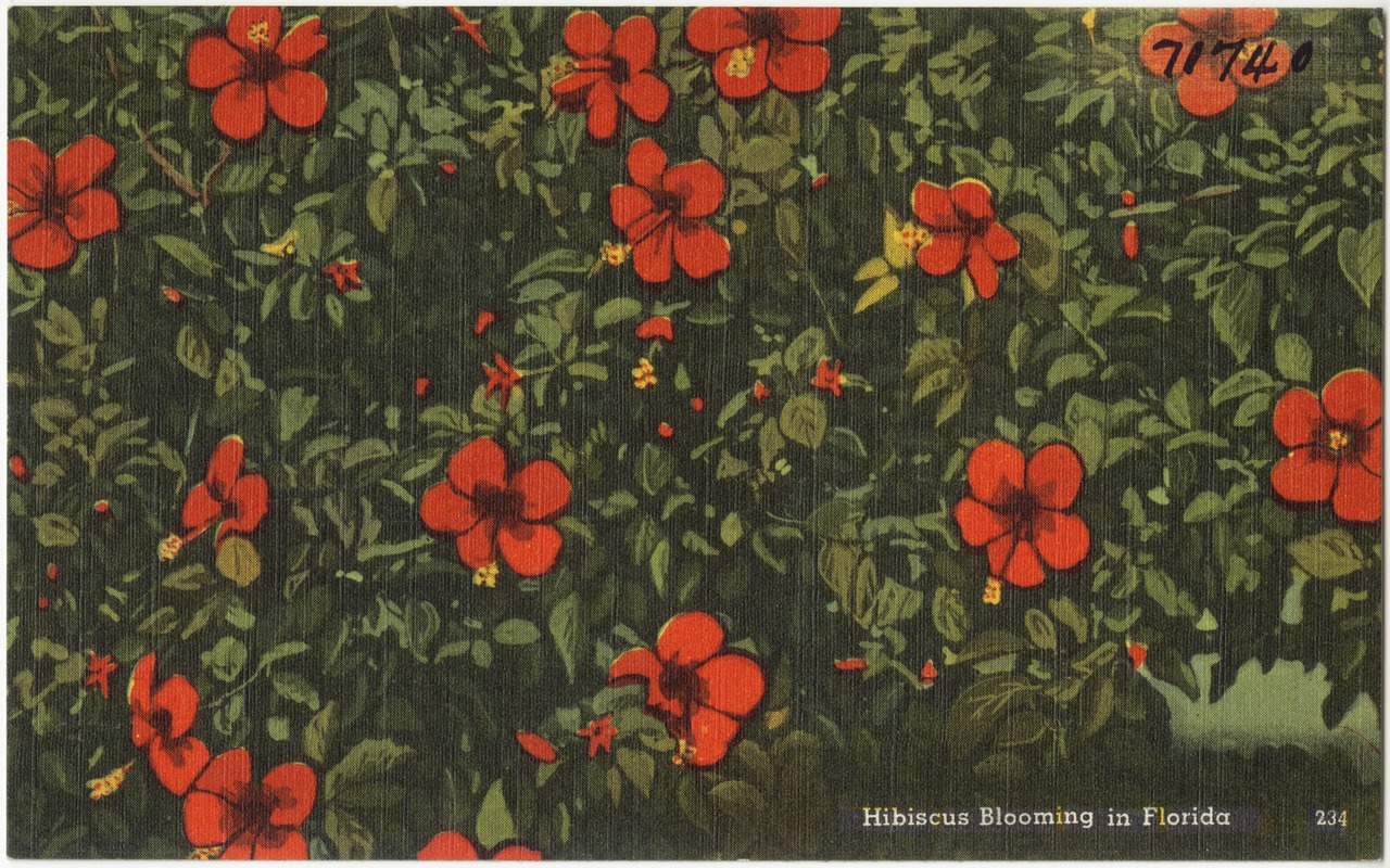 Hibiscus blooming in Florida Digital Commonwealth