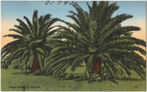 Sago-palms in Florida