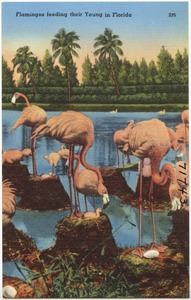 Flamingos feeding their young in Florida