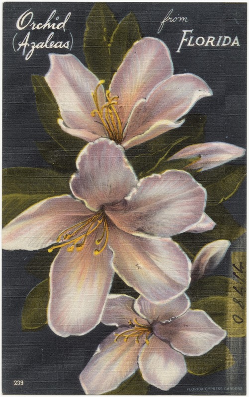 Orchid (Azaleas) from Florida