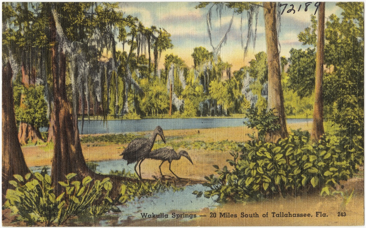 Wakulla Springs- 20 miles south of Tallahassee, Florida