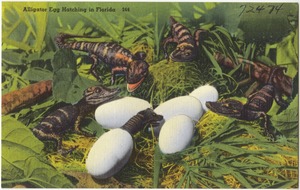 Alligator egg hatching in Florida