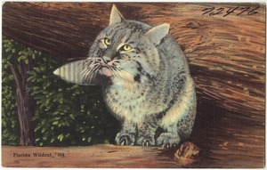 Florida wildcat