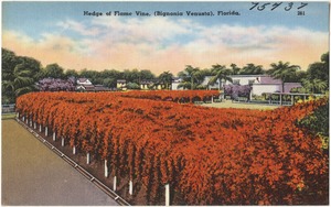Hedge of flame vine, (Bignonia Venusta), Florida