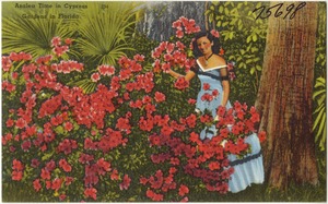 Azalea time in Cypress Gardens In Florida