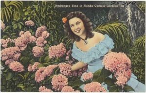 Hydrangea time in Florida Cypress Gardens