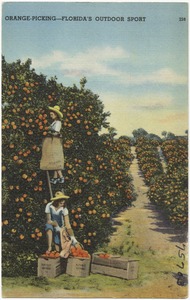 Orange-picking Florida's outdoor sport