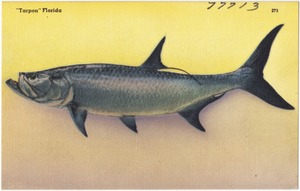 "Tarpon" Florida